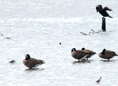 Cormorants, Greenshanks, Canada geese and some gulls
