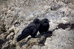 Crows, Pair-Bonded on Basalt 2