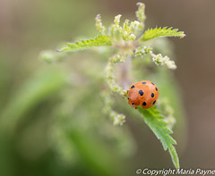 Bryony Ladybird