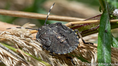Mottled shield bug nymph late instar