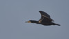 Kormoran - Cormorant - Phalacrocorax carbo - 23