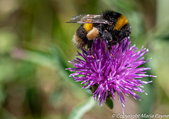 Buff-tailed bumble bee