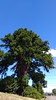 700 years old cedar tree(30m high)