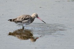 hns_1027-rosse-grutto-barge-rousse-limosa-lapponica-pfuhlschnepfe-bar-tailed-godwit