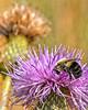 Collecting Thistle Pollen