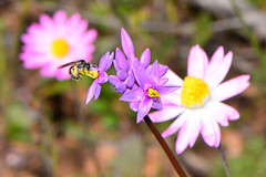 Native bee on Purple Tassels