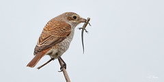 Decisions Decisions - Red-Backed Shrike takes a Common Lizard.