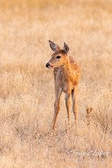 September 7, 2020 - Deer fawn in the early morning light. (Tony's Takes)