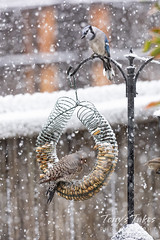September 8, 2020 - A blue jay and northern flicker eat while the snow falls. (Tony's Takes)