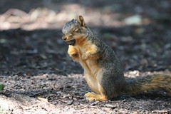 Fox Squirrels in Ann Arbor at the University of Michigan 255/2020 92/P365Year13 4475/P365all-time (September 11, 2020)