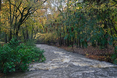 Storm Water Rapids of Bear Creek Flowing by Trees With Signs of Autumn