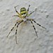 Wasp spider / Wespenspinne
