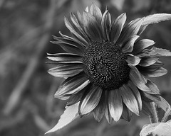 Sunflower in Black and White