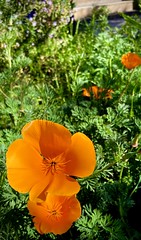 258/366 Stunningly brilliant California poppies seen in a Brunswick garden whilst on my exercise walk.