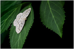 Hemlock Looper Moth (256/365)
