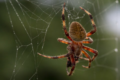 American House Spider (Parasteatoda tepidariorum)