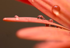 Petals and waterdrops