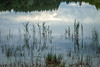 Reeds and mosquitos at Toftagropen, Gotland