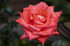 Rosa roja 1