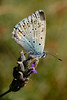 Butterfly, Argus Bleu (Polyommatus icarus)