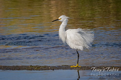September 12 ,2020 - Fluffed up snowy egret on the South Platte River. (Tony's Takes)