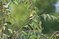 American Goldfinch (Ypsilanti, Michigan) - 260/2020 97/P365Year13 4480/P365all-time (September 16, 2020)