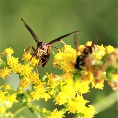 (261) Pollinators