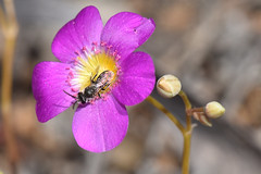 Native bee on Calandrinia flower