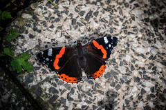 what a wonderful red admiral