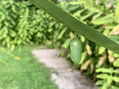2020 260/366 9/16/2020 WEDNESDAY - Monarch Butterfly Chrysalis In The Front Yard