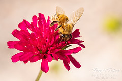 September 17, 2020 - A bee takes advantage of late blooms. (Tony's Takes)