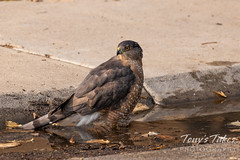 September 18, 2020 - A Cooper's hawk takes a bath in a gutter. (Tony's Takes)