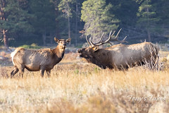 September 20, 2020 - An elk bull gathers up a cow. (Tony's Takes)