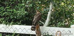 September 16, 2020 - A Cooper's hawk hanging out in Broomfield. (David Canfield)