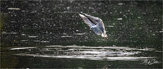 Morning Lake birds-20-Edit-Edit.jpg