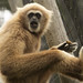 gibbon - Richmond Virginia Zoo