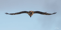 Bearded Vulture (1s f) - Gypaetus barbatus