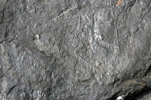 Rock 2 Fossils