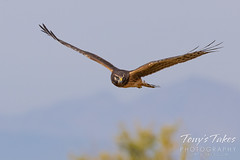 September 24, 2020 - Northern harrier on the hunt. (Tony's Takes)