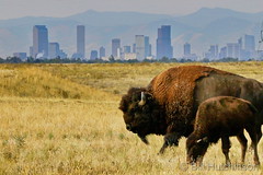 September 22, 2020 - Bison and the Mile High City. (Bill Hutchinson)