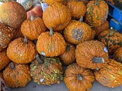 September 27: Warty Pumpkins - Number 271