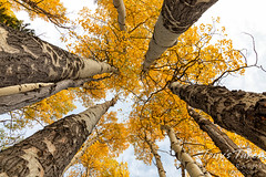 September 26, 2020 - Fall colors in Rocky Mountain National Park. (Tony's Takes)
