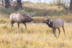 September 25, 2020 - A bull elk rounds up a cow in Estes Park. (Tony's Takes)