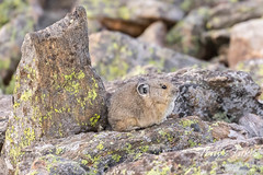 September 26, 2020 - A pika hunkers down against the wind. (Tony's Takes)