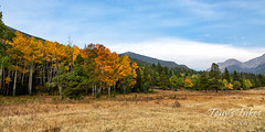 September 26, 2020 - Fall colors in Rocky Mountain National Park. (Tony's Takes)