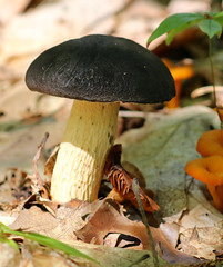Black Cap Mushroom