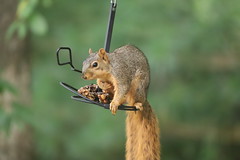 Backyard Red & Fox Squirrels (Ypsilanti, Michigan) - 273/2020 110/P365Year13 4493/P365all-time (September 29, 2020)