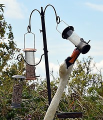 Clever Swan eats at our Bird feeding Station  (47) only took him 20 minuets to empty that feeder