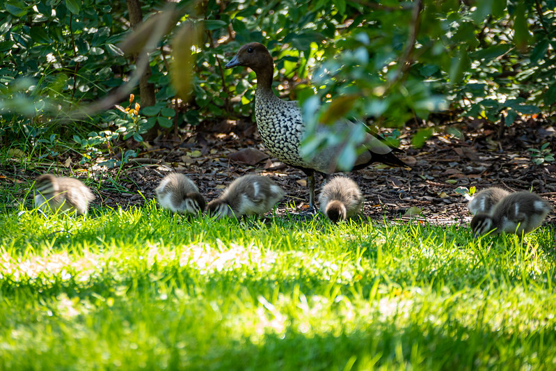 Family of Ducks<br/>© <a href="https://flickr.com/people/68686051@N00" target="_blank" rel="nofollow">68686051@N00</a> (<a href="https://flickr.com/photo.gne?id=50405429888" target="_blank" rel="nofollow">Flickr</a>)