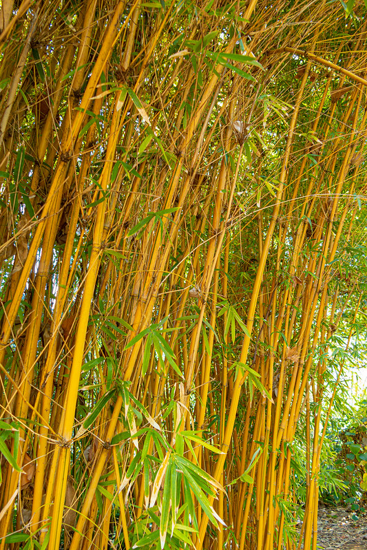 Bamboo<br/>© <a href="https://flickr.com/people/68686051@N00" target="_blank" rel="nofollow">68686051@N00</a> (<a href="https://flickr.com/photo.gne?id=50405446343" target="_blank" rel="nofollow">Flickr</a>)